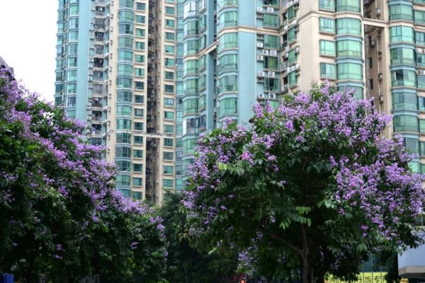 美不胜收！大叶紫薇正盛放，广州这些地方可赏花