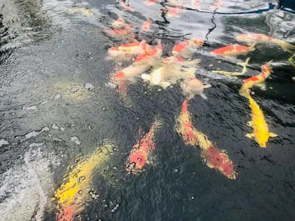 开眼界!一条鱼,卖了7万元 开眼界!一条鱼,卖了7万元