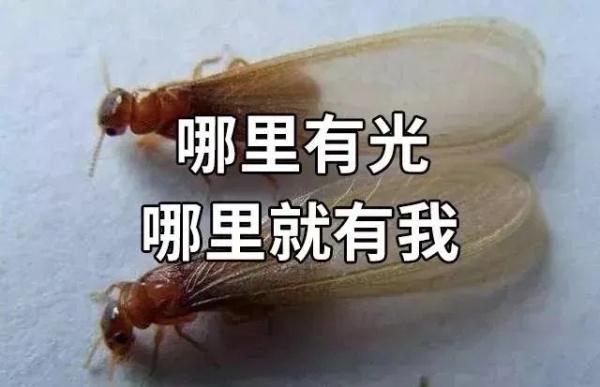 又到白蚁高发期！“拆家”的白蚁如何预防？快收藏→