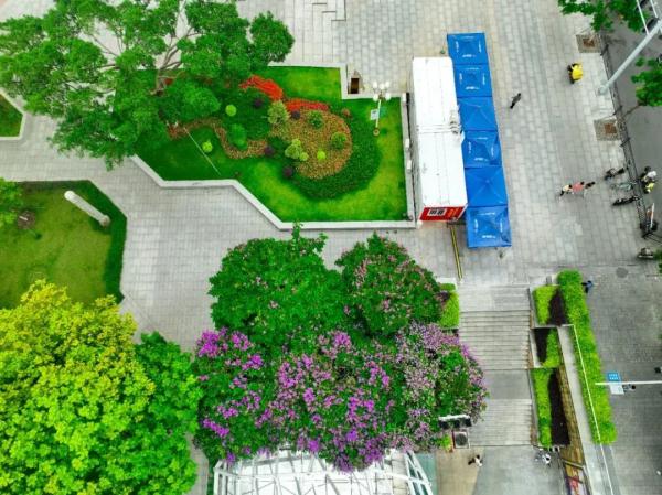 美不胜收！大叶紫薇正盛放，广州这些地方可赏花