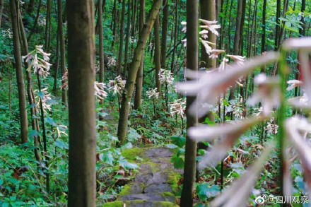 太浪漫！成都千株野百合开满山谷