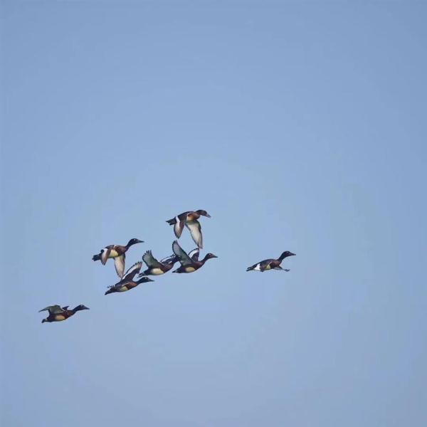 孝感:退渔还湖11万亩 青头潜鸭成群出现 孝感:退渔还湖11万亩 青头潜鸭成群出现