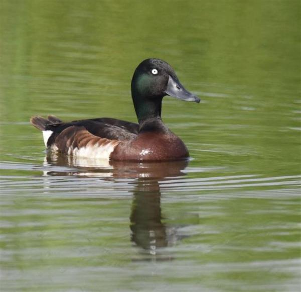 孝感:退渔还湖11万亩 青头潜鸭成群出现 孝感:退渔还湖11万亩 青头潜鸭成群出现
