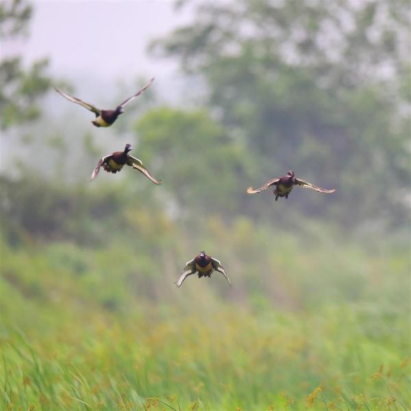 孝感:退渔还湖11万亩 青头潜鸭成群出现 孝感:退渔还湖11万亩 青头潜鸭成群出现