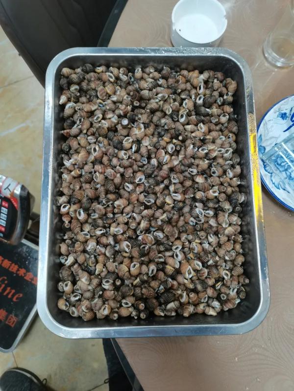 千万别撩这种螺！毒性比砒霜还要高百倍