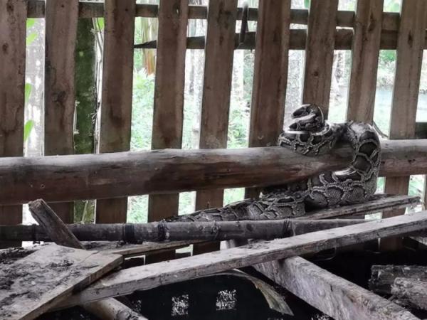 吓人！近2米长大蟒蛇闯入海南一农户家“吃鸡”，被抓时还……