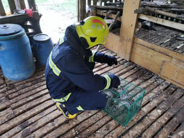 吓人！近2米长大蟒蛇闯入海南一农户家“吃鸡”，被抓时还……