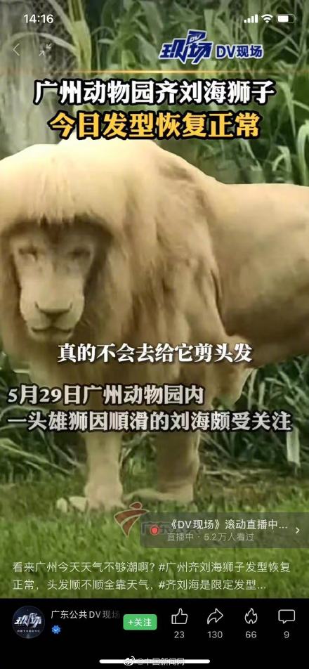 齐刘海狮子发型恢复正常