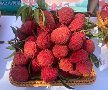 海口火山荔枝王单果拍出2.6万