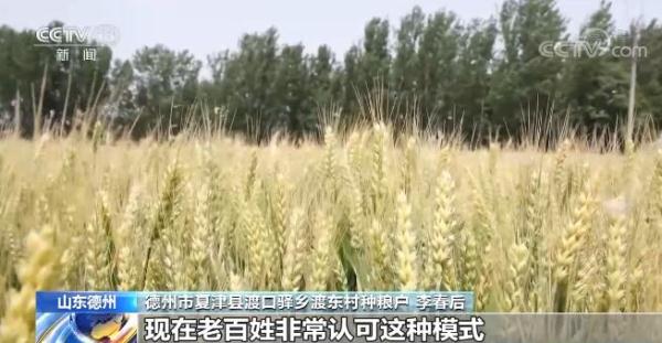 山东德州大力发展优质小麦订单种植 农户与企业实现双赢 山东德州大力发展优质小麦订单种植 农户与企业实现双赢