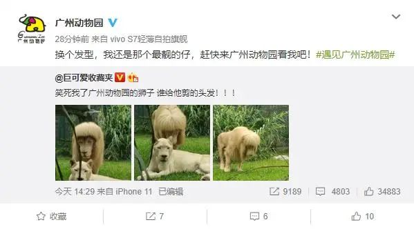这只“齐刘海”狮子，太火了！与杭州有关.....