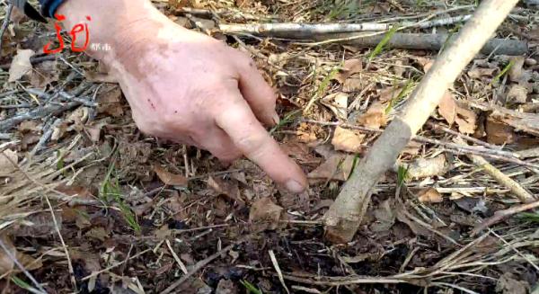 嫌碍事,竟破坏89株保护植物,抓! 嫌碍事,竟破坏89株保护植物,抓!