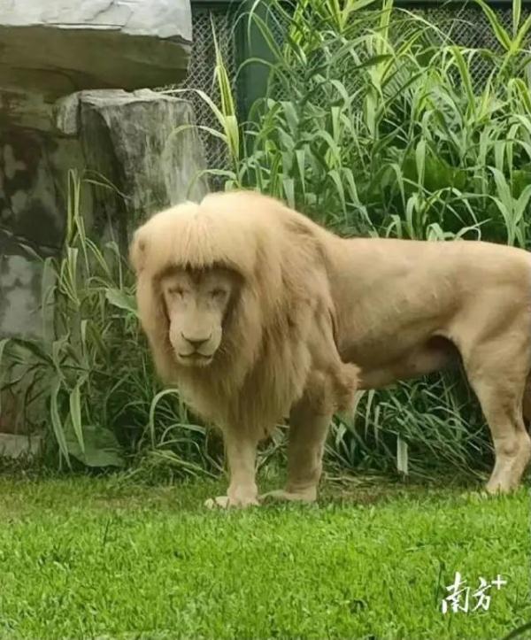 笑喷!动物园狮子留了齐刘海,冲上热搜 笑喷!动物园狮子留了齐刘海,冲上热搜