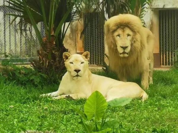 廣州動物園這隻上熱搜的獅子又換新發型啦!tony老師甘拜下風