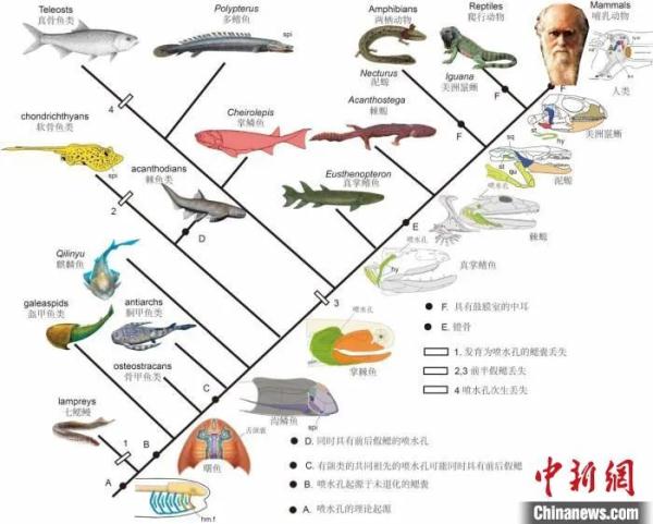 你好像一条鱼啊！