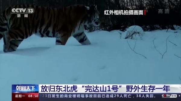 东北虎完达山1号野外生存一年现在咋样了