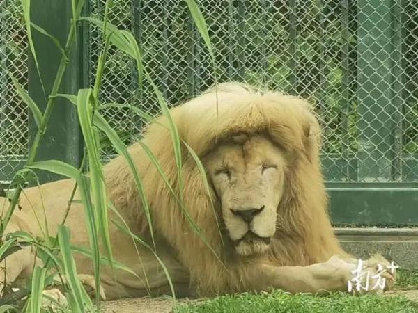 笑喷！“齐刘海”狮子火上热搜，动物园回应