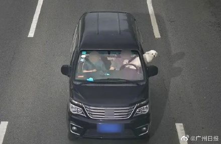 男子屡次抱狗开车被交警处罚 男子屡次抱狗开车被交警处罚