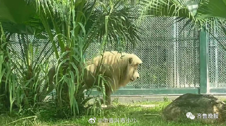 齐刘海狮子火上热搜，今天它又换了新发型...