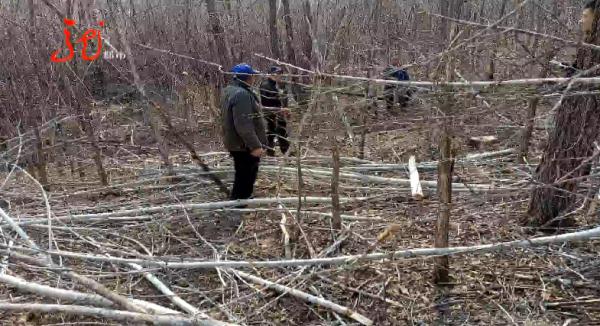 嫌碍事,竟破坏89株保护植物,抓! 嫌碍事,竟破坏89株保护植物,抓!