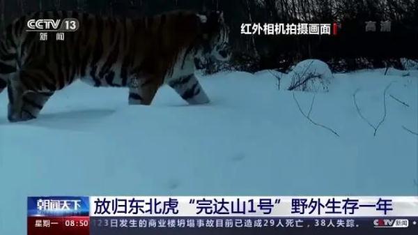 放归一年间,“完达山1号”干了这些事→ 放归一年间,“完达山1号”干了这些事→