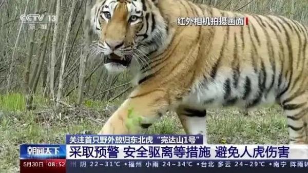 放归一年间,“完达山1号”干了这些事→ 放归一年间,“完达山1号”干了这些事→