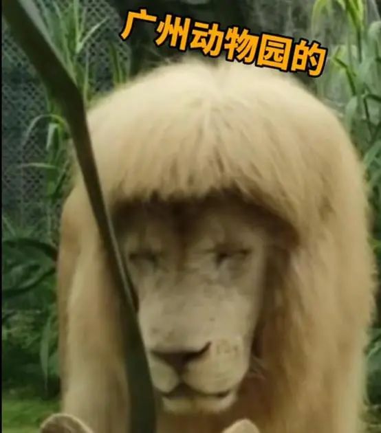 这只“齐刘海”狮子，太火了！与杭州有关.....