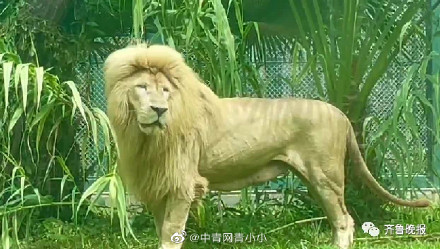 齐刘海狮子火上热搜，今天它又换了新发型...