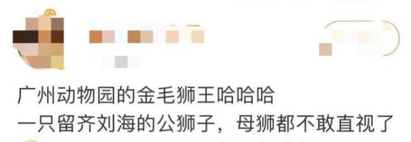 从爆炸头到齐刘海，原来它才是广州动物园里“最靓的仔”……