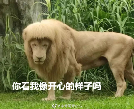 齐刘海狮子火上热搜，今天它又换了新发型...