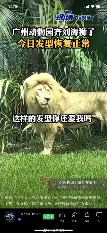 齐刘海狮子发型恢复正常