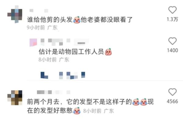 笑喷！“齐刘海”狮子火上热搜，动物园回应