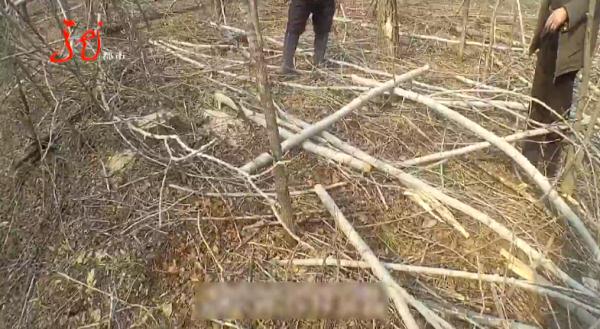 嫌碍事,竟破坏89株保护植物,抓! 嫌碍事,竟破坏89株保护植物,抓!