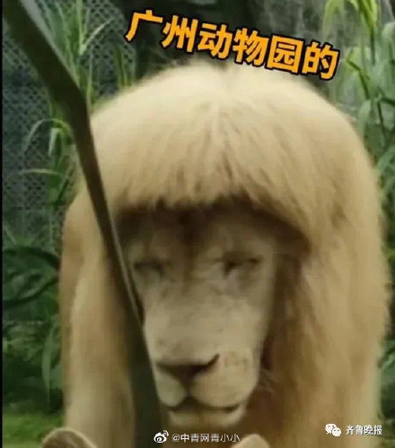 齐刘海狮子火上热搜，今天它又换了新发型...