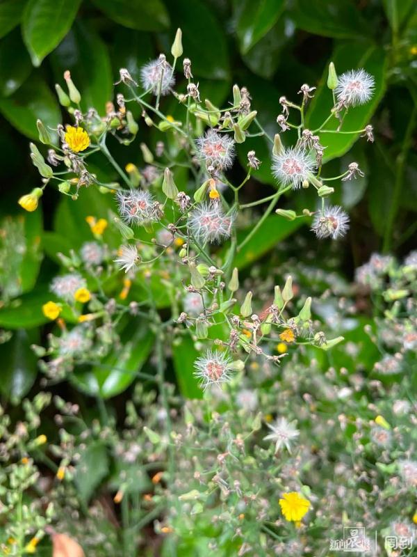 “被封控的日子，我在小区找到86种植物！”在它们身上我看到了生生不息→
