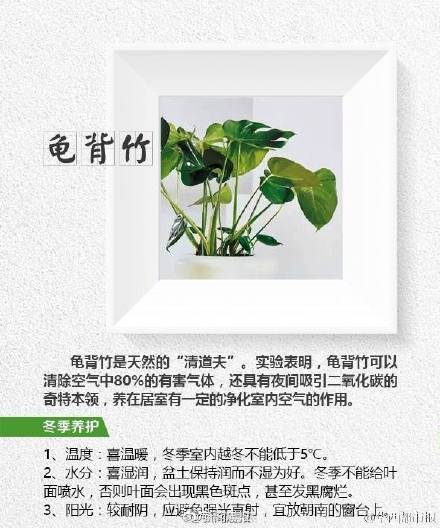 这8种植物帮你吸走烟气 这8种植物帮你吸走烟气