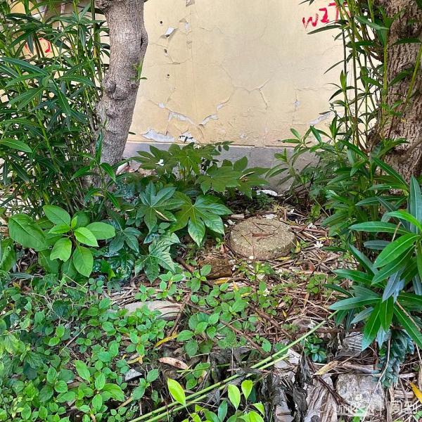 “被封控的日子，我在小区找到86种植物！”在它们身上我看到了生生不息→