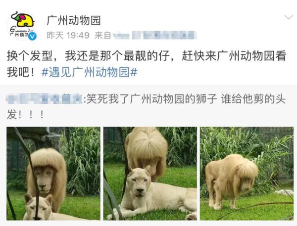 “齐刘海”狮子火上热搜！饲养员：它自己打理的，我们不敢剪