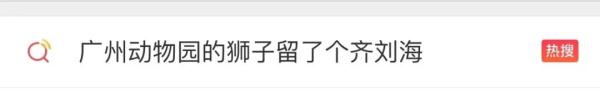齐刘海狮子火了→