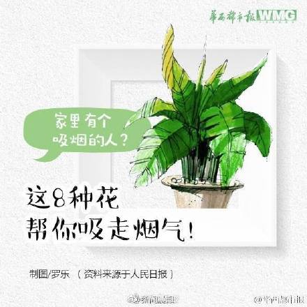 这8种植物帮你吸走烟气 这8种植物帮你吸走烟气