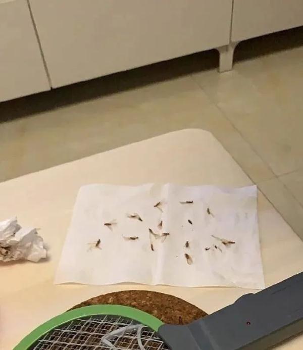 紧急提醒！广东多地爆发，千万不能这样做！