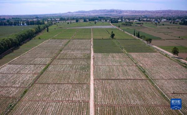 宁夏中宁:枸杞芽茶采摘忙 宁夏中宁:枸杞芽茶采摘忙