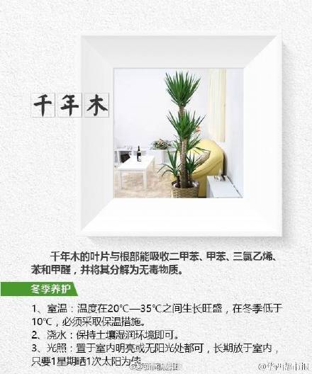 这8种植物帮你吸走烟气 这8种植物帮你吸走烟气
