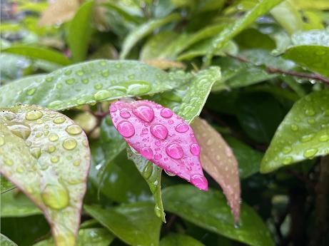 “被封控的日子，我在小区找到86种植物！”在它们身上我看到了生生不息→