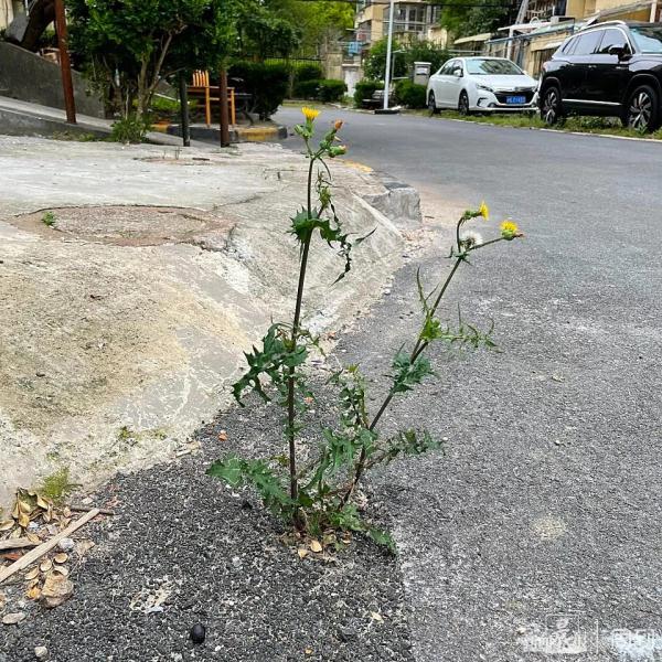 “被封控的日子，我在小区找到86种植物！有些还能吃”