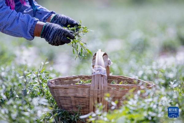 宁夏中宁:枸杞芽茶采摘忙 宁夏中宁:枸杞芽茶采摘忙