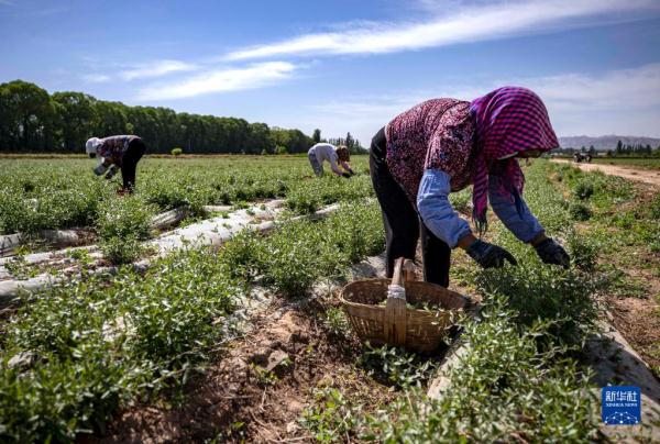 宁夏中宁:枸杞芽茶采摘忙 宁夏中宁:枸杞芽茶采摘忙