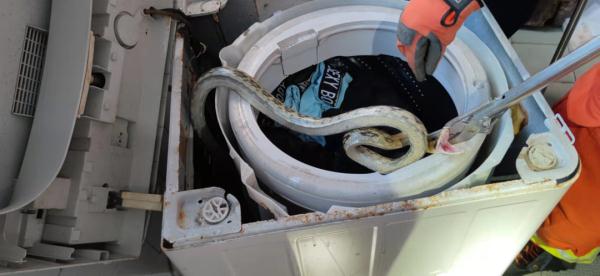 警惕!蛇虫出没!一家门诊近期接诊近百人 警惕!蛇虫出没!一家门诊近期接诊近百人