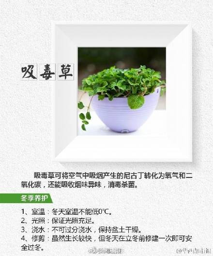 这8种植物帮你吸走烟气 这8种植物帮你吸走烟气