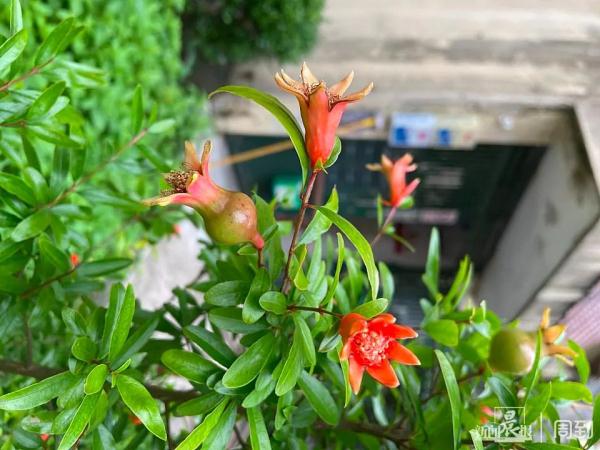 “被封控的日子，我在小区找到86种植物！”在它们身上我看到了生生不息→